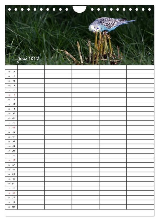 Produktbild: Wellensittiche (Wandkalender 2027 DIN A4 hoch), CALVENDO Monatskalender