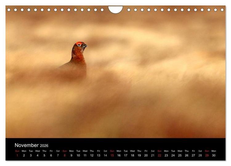 Produktbild: Scotland's Wildlife 2026 (Wall Calendar 2026 DIN A4 landscape), CALVENDO 12 Month Wall Calendar