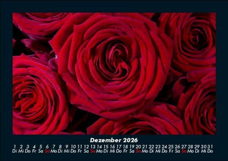 Produktbild: Rosen-Kalender 2026 Fotokalender DIN A5