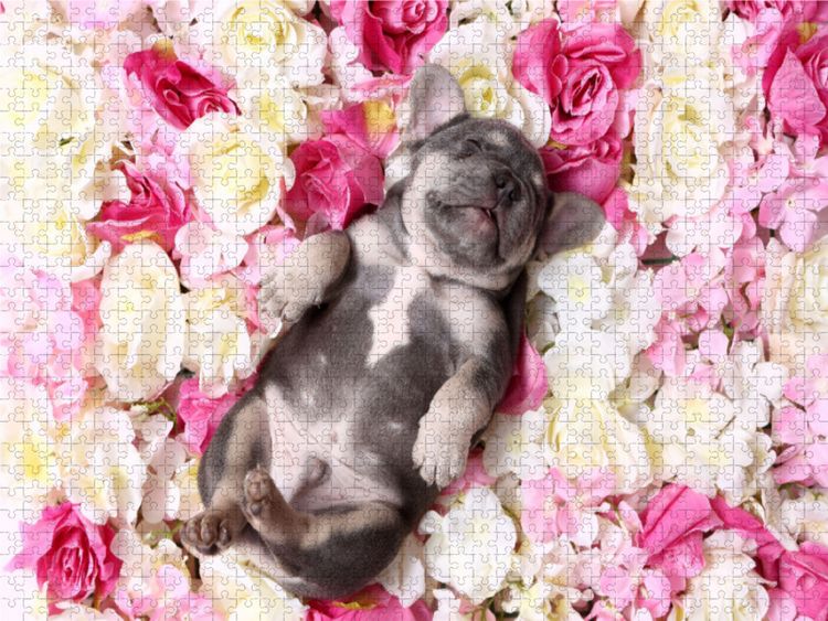Produktbild: CALVENDO Puzzle Franz&ouml;sische Bulldogge Welpe / French Bulldog Puppy 1000 Teile Lege-Gr&ouml;&szlig;e 640 x 480 cm Foto-Puzzle Bild von Jeanette Hutfluss