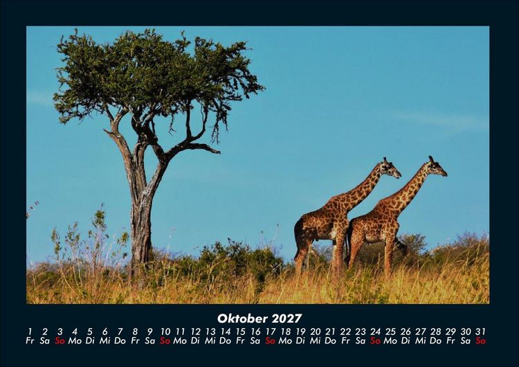 Produktbild: Giraffen 2027 Fotokalender DIN A4