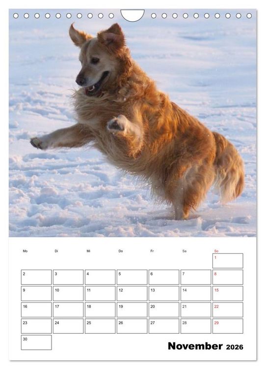 Produktbild: Gl&uuml;cklicher Golden Retriever (Wandkalender 2026 DIN A4 hoch), CALVENDO Monatskalender