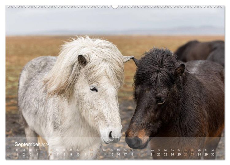 Produktbild: Islandpferde - Der T&ouml;lt Kalender (Wandkalender 2026 DIN A2 quer), CALVENDO Monatskalender