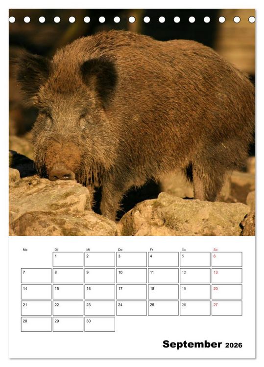 Produktbild: Der wildschweinische Terminplaner (Tischkalender 2026 DIN A5 hoch), CALVENDO Monatskalender