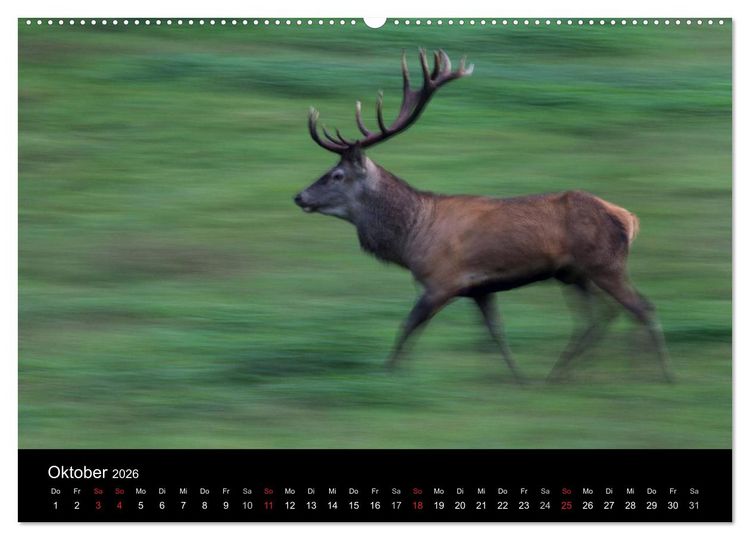 Produktbild: Der Rothirsch, K&ouml;nig der W&auml;lder (hochwertiger Premium Wandkalender 2026 DIN A2 quer), Kunstdruck in Hochglanz