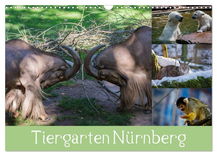Produktbild: Tiergarten N&uuml;rnberg (Wandkalender 2026 DIN A3 quer), CALVENDO Monatskalender