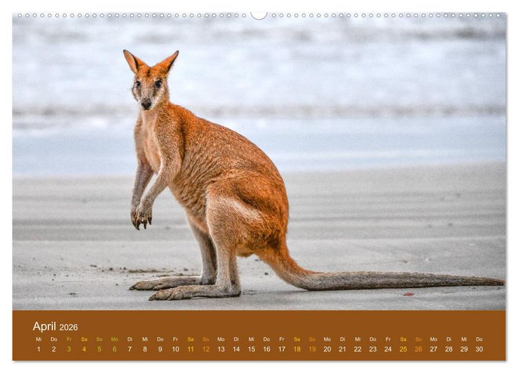 Produktbild: K&auml;ngurus, sprunghafte Gesellen (hochwertiger Premium Wandkalender 2026 DIN A2 quer), Kunstdruck in Hochglanz