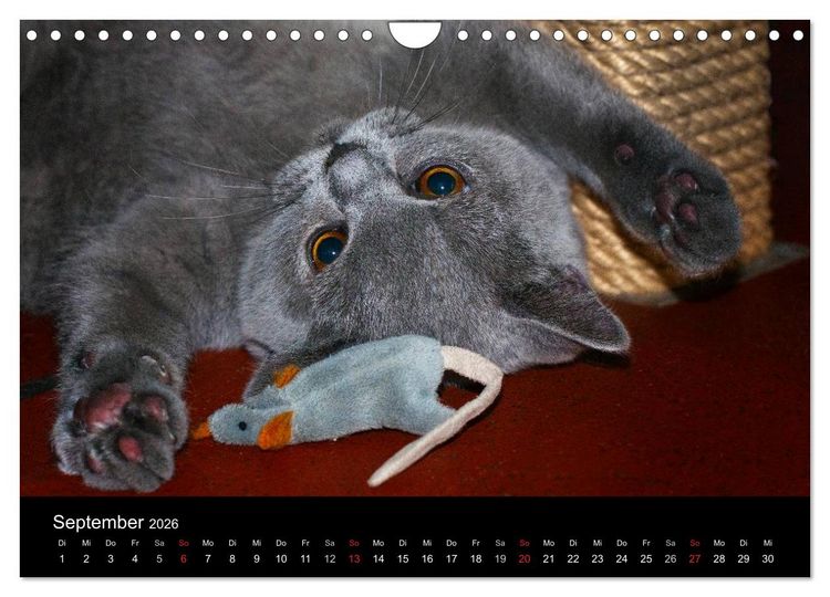 Produktbild: B&auml;rige Schmusetiger - Britisch Kurzhaar (Wandkalender 2026 DIN A4 quer), CALVENDO Monatskalender