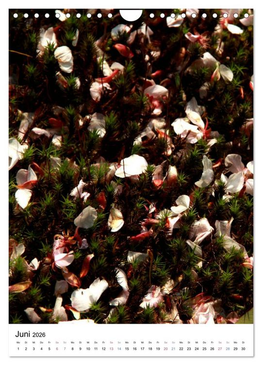 Produktbild: Japan - Kirschbl&uuml;ten (Wandkalender 2026 DIN A4 hoch), CALVENDO Monatskalender