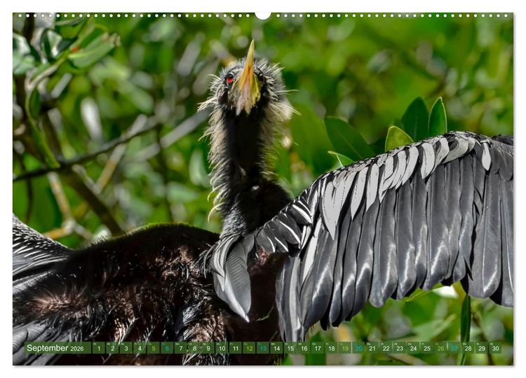 Produktbild: Waldstorch und Anhinga (Wandkalender 2026 DIN A2 quer), CALVENDO Monatskalender
