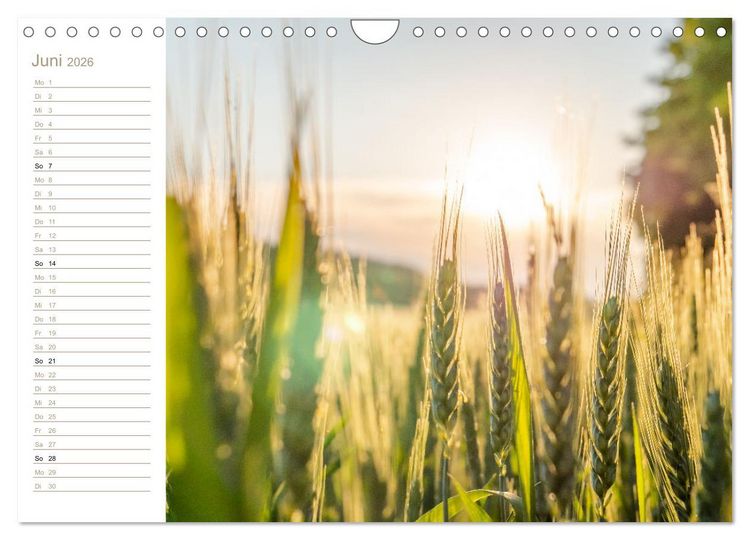 Produktbild: Der Sonne entgegen &ndash; Elbsandstein (Wandkalender 2026 DIN A4 quer), CALVENDO Monatskalender