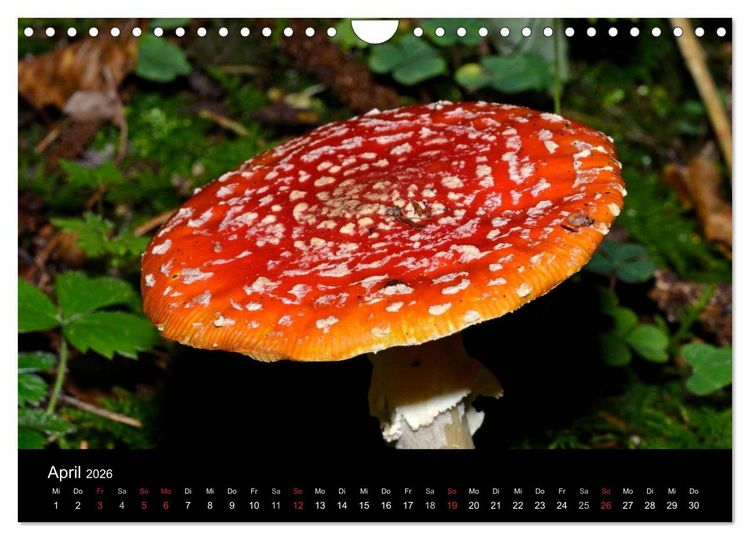 Produktbild: Pilze, Pilze (Wandkalender 2026 DIN A4 quer), CALVENDO Monatskalender