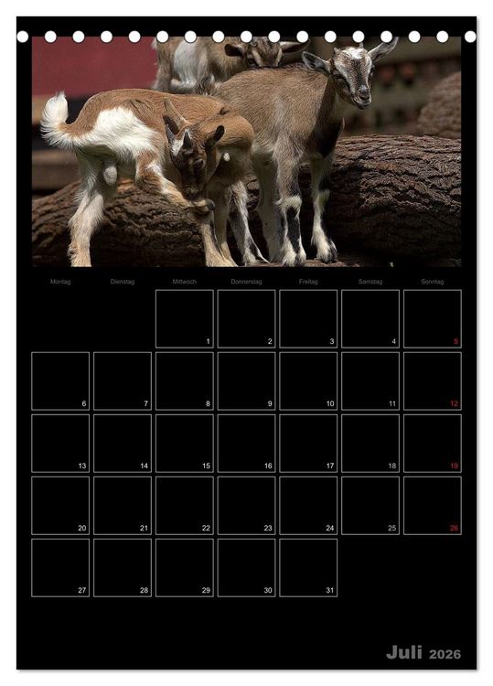 Produktbild: Zwergziegen (Tischkalender 2026 DIN A5 hoch), CALVENDO Monatskalender