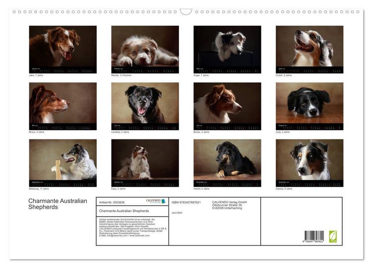 Produktbild: Charmante Australian Shepherds (Wandkalender 2026 DIN A2 quer), CALVENDO Monatskalender