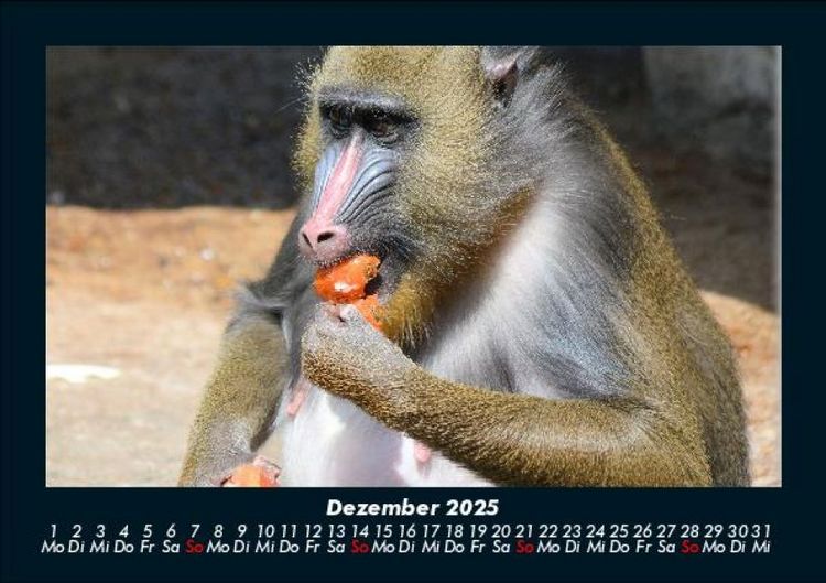 Produktbild: Affen 2025 Fotokalender DIN A5