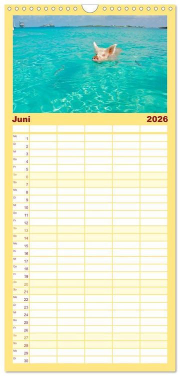 Produktbild: Familienplaner 2026 - Schweine im Dauerurlaub auf den Bahamas! mit 5 Spalten (Wandkalender, 21 x 45 cm) CALVENDO