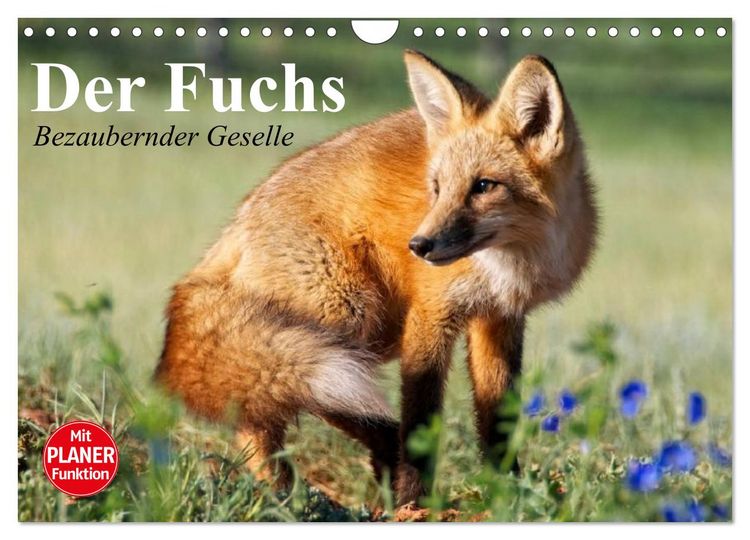 Produktbild: Der Fuchs. Bezaubernder Geselle (Wandkalender 2026 DIN A4 quer), CALVENDO Monatskalender