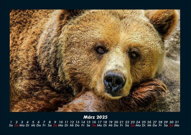 Produktbild: Der Tierkalender 2025 Fotokalender DIN A4