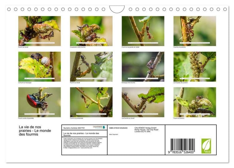 Produktbild: La vie de nos prairies - Le monde des fourmis (Calendrier mural 2026 DIN A4 vertical), CALVENDO calendrier mensuel