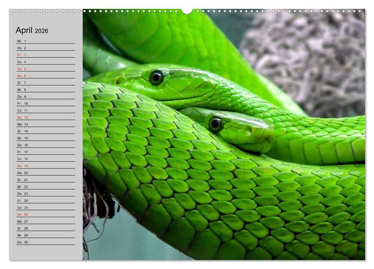 Produktbild: Kaltes Blut. Faszination Reptilien (hochwertiger Premium Wandkalender 2026 DIN A2 quer), Kunstdruck in Hochglanz