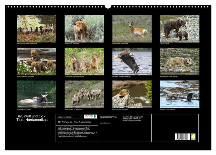 Produktbild: B&auml;r, Wolf und Co - Tiere Nordamerikas (Wandkalender 2026 DIN A2 quer), CALVENDO Monatskalender