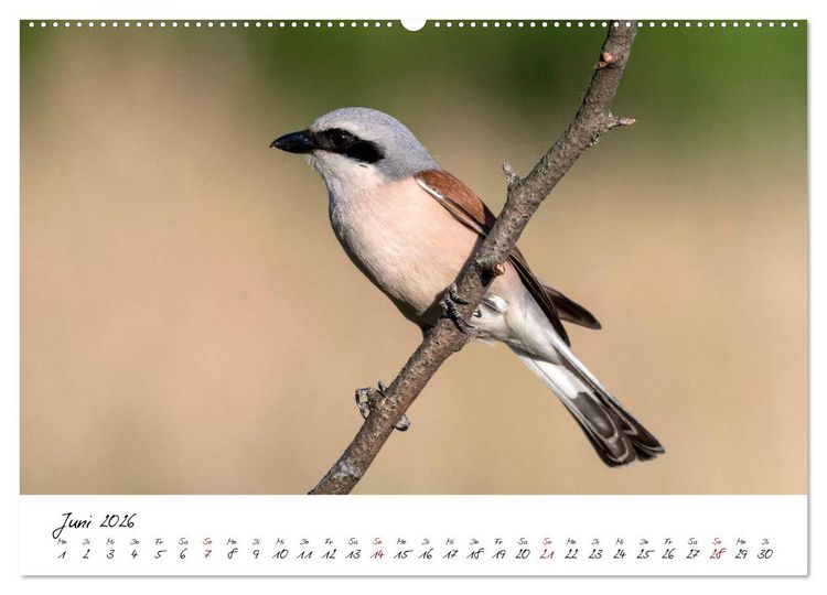Produktbild: Heimische Vogelwelt (hochwertiger Premium Wandkalender 2026 DIN A2 quer), Kunstdruck in Hochglanz