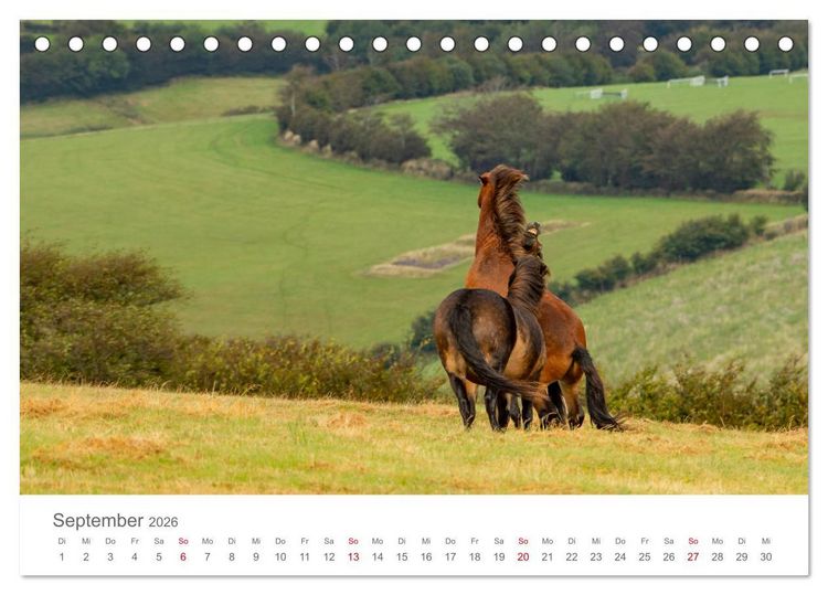 Produktbild: Exmoor Ponnys - Die letzten Ihrer Art (Tischkalender 2026 DIN A5 quer), CALVENDO Monatskalender