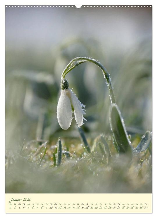 Produktbild: Bl&uuml;tenzauber im Garten (hochwertiger Premium Wandkalender 2026 DIN A2 hoch), Kunstdruck in Hochglanz