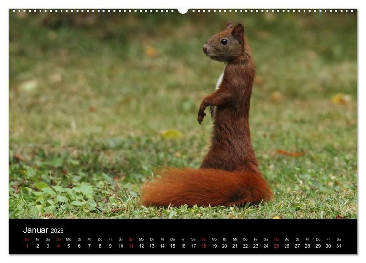 Produktbild: Artist im Garten. Das Eichh&ouml;rnchen (hochwertiger Premium Wandkalender 2026 DIN A2 quer), Kunstdruck in Hochglanz
