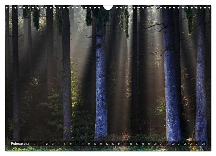 Produktbild: Erleuchtung im Wald (Wandkalender 2026 DIN A3 quer), CALVENDO Monatskalender