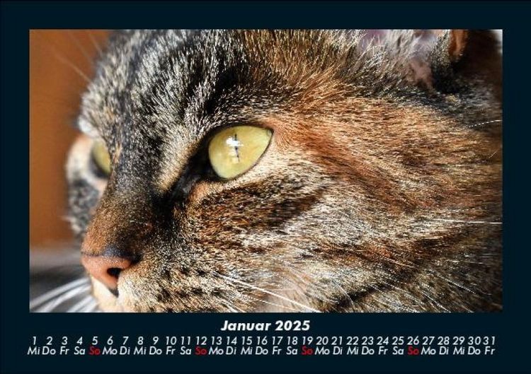 Produktbild: F&uuml;r Katzenfreunde 2025 Fotokalender DIN A5
