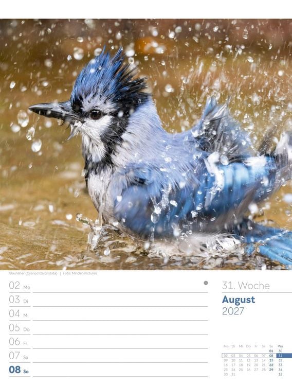 Produktbild: V&ouml;gel Wochenplaner Kalender 2027