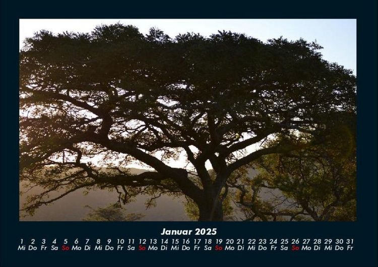 Produktbild: B&auml;ume 2025 Fotokalender DIN A4