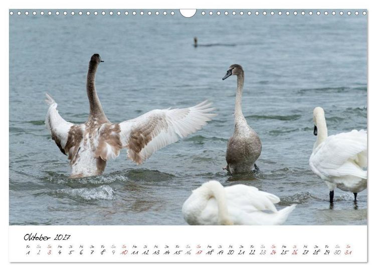 Produktbild: Vom K&uuml;ken zum Schwan (Wandkalender 2027 DIN A3 quer), CALVENDO Monatskalender