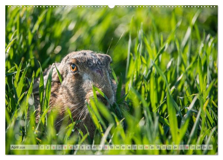 Produktbild: Emotionale Momente: Wild und Jagd. (hochwertiger Premium Wandkalender 2026 DIN A2 quer), Kunstdruck in Hochglanz