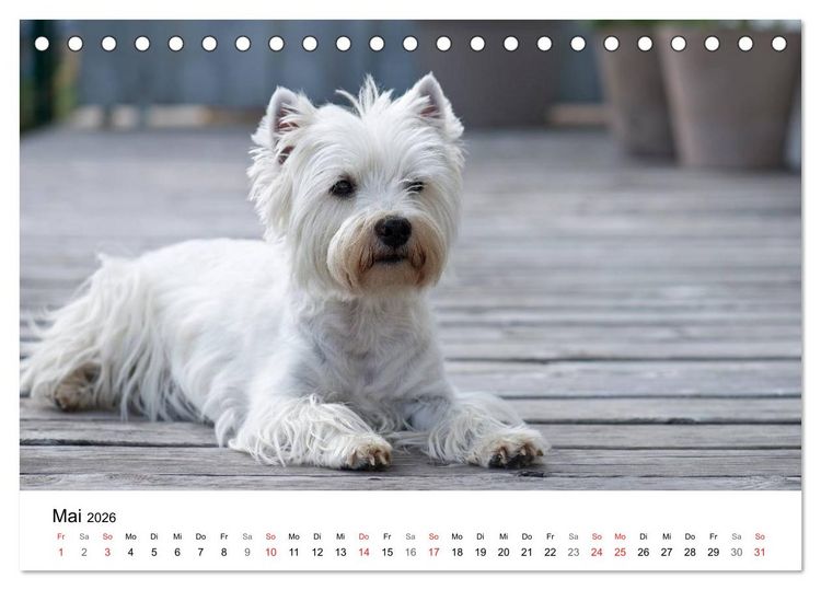 Produktbild: Mein Hundekalender 2026 (Tischkalender 2026 DIN A5 quer), CALVENDO Monatskalender