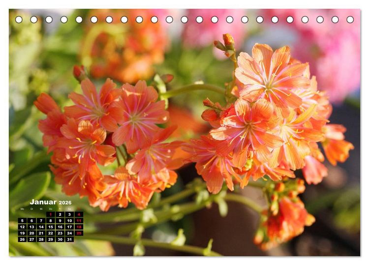 Produktbild: Lewisia, das Porzellanr&ouml;schen (Tischkalender 2026 DIN A5 quer), CALVENDO Monatskalender