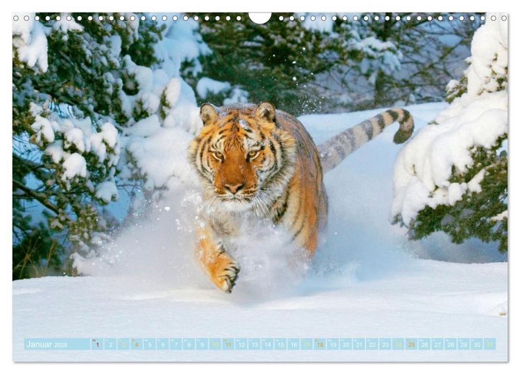 Produktbild: Tiger: Gestreifte J&auml;ger (Wandkalender 2026 DIN A3 quer), CALVENDO Monatskalender