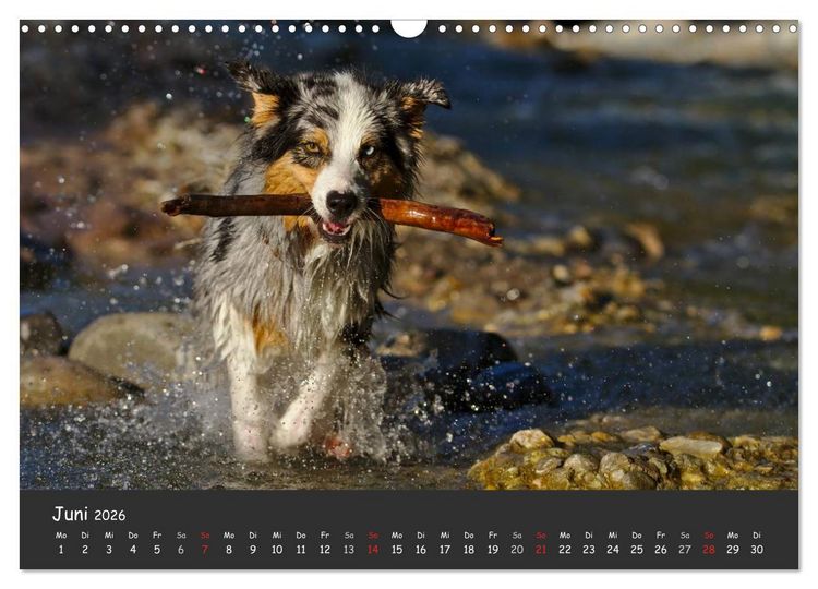 Produktbild: Australian Shepherd - Augenblicke (Wandkalender 2026 DIN A3 quer), CALVENDO Monatskalender