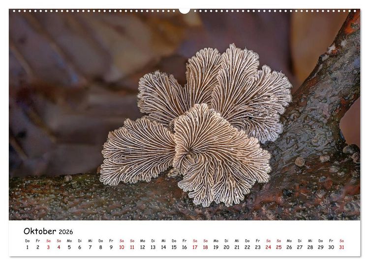 Produktbild: Pilzgalerie - Heimische Pilze von ihrer sch&ouml;nsten Seite (Wandkalender 2026 DIN A2 quer), CALVENDO Monatskalender