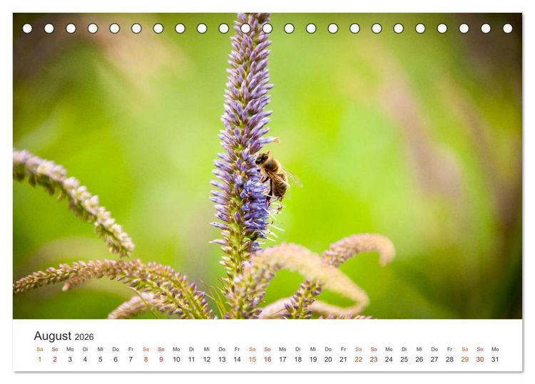 Produktbild: Bienen und Waben (Tischkalender 2026 DIN A5 quer), CALVENDO Monatskalender