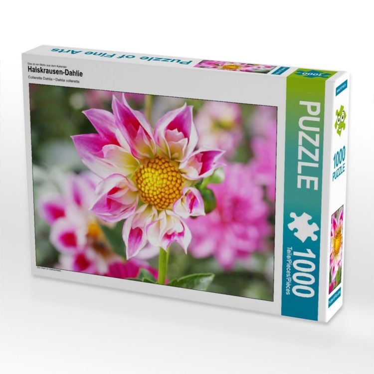Produktbild: CALVENDO Puzzle Halskrausen-Dahlie | 1000 Teile Lege-Gr&ouml;&szlig;e 64x48cm Foto-Puzzle f&uuml;r gl&uuml;ckliche Stunden