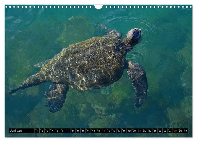 Produktbild: Galapagos Archipel- Faszination Tierwelt (Wandkalender 2026 DIN A3 quer), CALVENDO Monatskalender