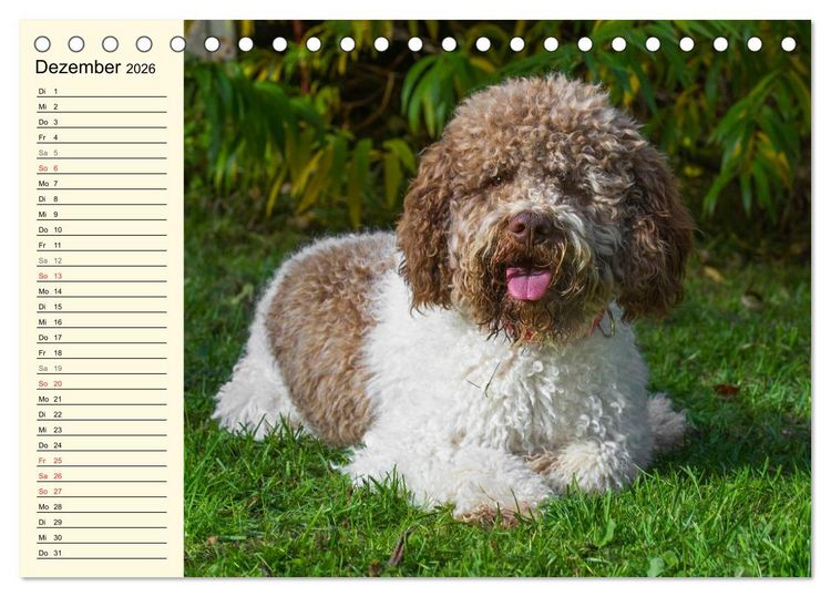 Produktbild: Lagotto Romagnolo - Italienischer Tr&uuml;ffelhund (Tischkalender 2026 DIN A5 quer), CALVENDO Monatskalender