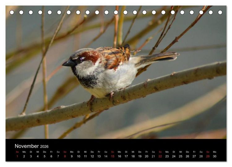 Produktbild: Freche Spatzen (Tischkalender 2026 DIN A5 quer), CALVENDO Monatskalender