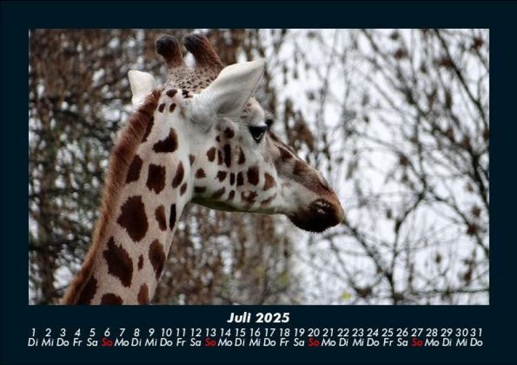 Produktbild: Giraffen 2025 Fotokalender DIN A5
