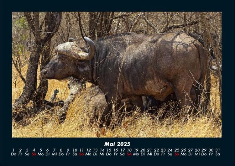 Produktbild: Tiere in der Wildnis 2025 Fotokalender DIN A4