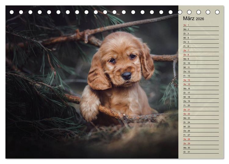 Produktbild: Englische Cocker Spaniel Welpen (Tischkalender 2026 DIN A5 quer), CALVENDO Monatskalender