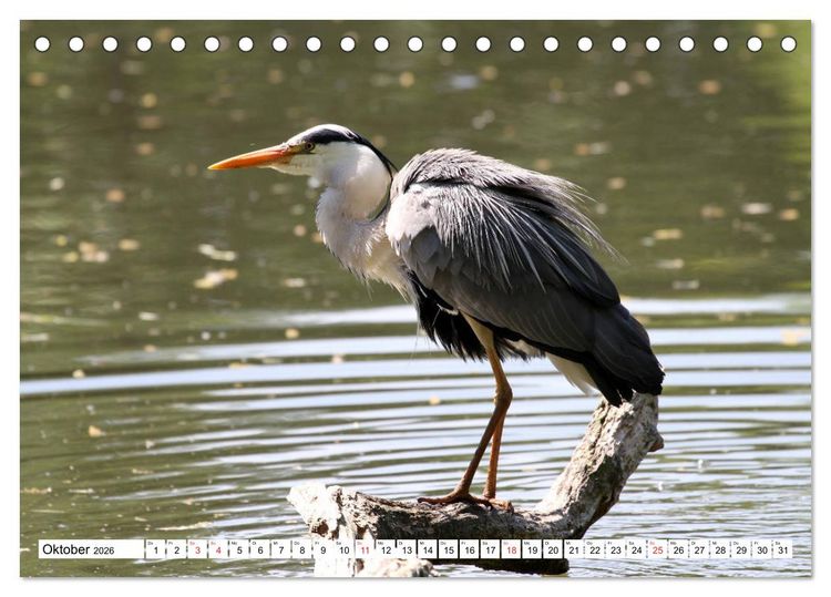 Produktbild: Heimische Tiere (Tischkalender 2026 DIN A5 quer), CALVENDO Monatskalender