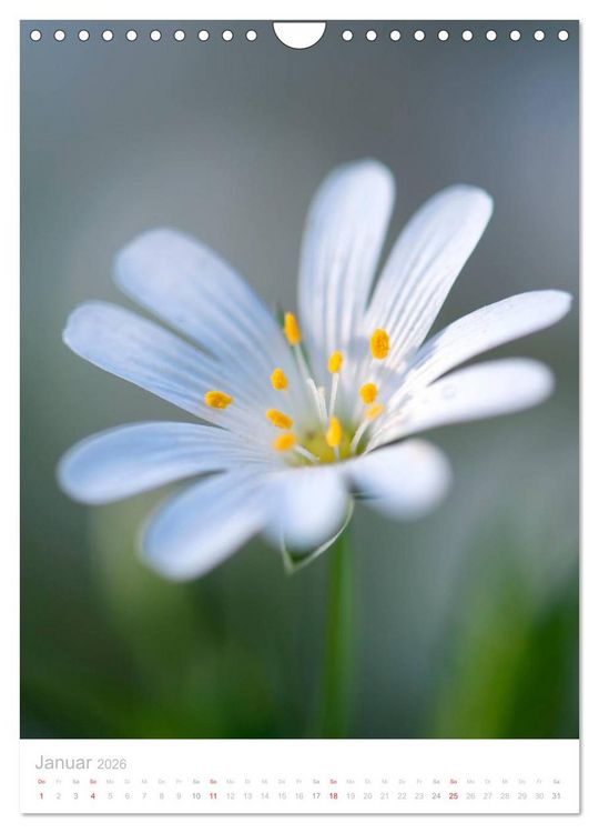 Produktbild: Wiesenblumen (Wandkalender 2026 DIN A4 hoch), CALVENDO Monatskalender